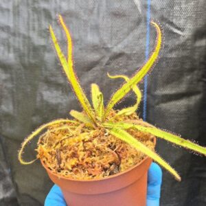 Drosera adelae