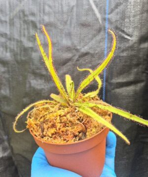 Drosera adelae