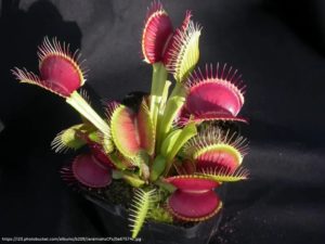 Dionaea 'B52'