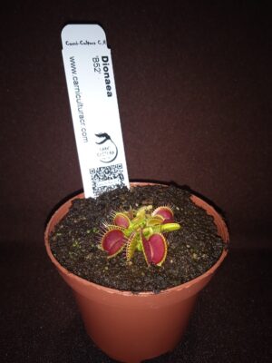 Dionaea 'B52' - Imagen 2