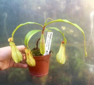 Nepenthes distillatoria (Sri Lanka - AW / RSC) - L