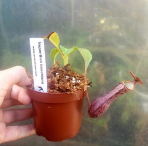 Nepenthes boschiana - M