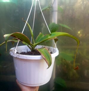 Nepenthes bicalcarata naranja - XL