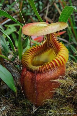 Nepenthes villosa - Clone: JG01 | AW - XS