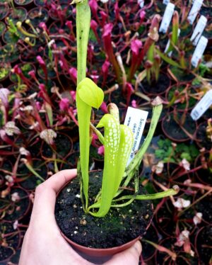 Sarracenia minor var. okefenokeensis {Ware Co., Georgia, USA}