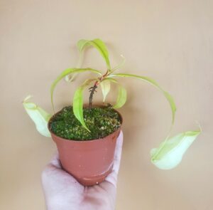 Nepenthes distillatoria (Sri Lanka - AW / RSC) - L #1