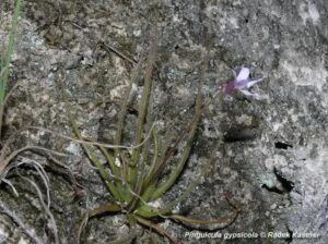 Pinguicula gypsicola - Imagen 3