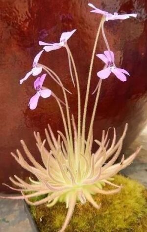 Pinguicula gypsicola