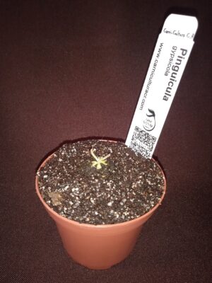 Pinguicula gypsicola - Imagen 2