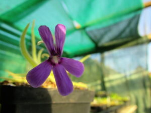 Pinguicula gypsicola - Imagen 4