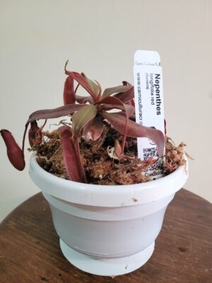 Nepenthes longifolia red - M a L - Imagen 2