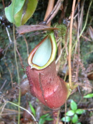 Nepenthes longifolia red - M a L