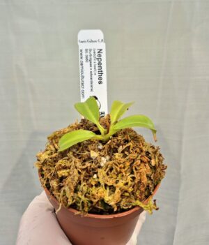 N. (veitchii x lowii) x (burbidgeae x edwardsiana) – assorted clones: BE-3980 - Imagen 5