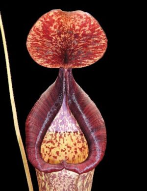 N. (veitchii x lowii) x spectabilis – assorted clones: BE-3400 - Imagen 2