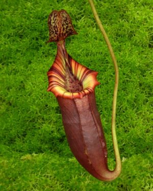 N. (veitchii x lowii) x (burbidgeae x edwardsiana) – assorted clones: BE-3980