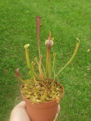 Sarracenia flava var. rubricorpora - Imagen 2