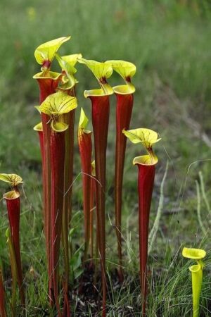 Sarracenia flava var. rubricorpora