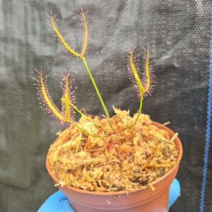 Drosera binata