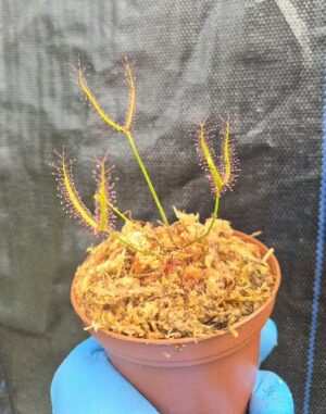 Drosera binata