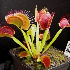 Dionaea G14