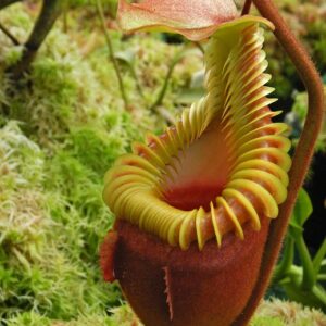 Nepenthes villosa - BSC | BE-3225