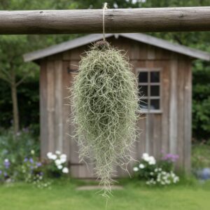 Tillandsia usneoides