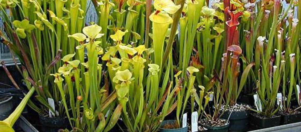 Sarracenia