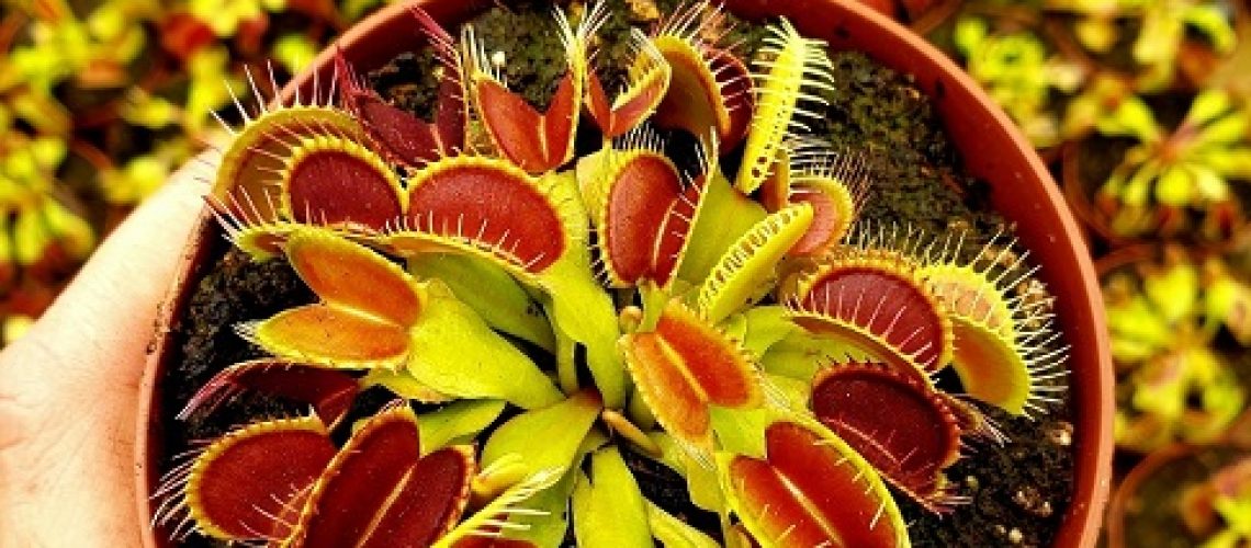 Musgo Sphagnum 2L - Carnivoras de Costa Rica
